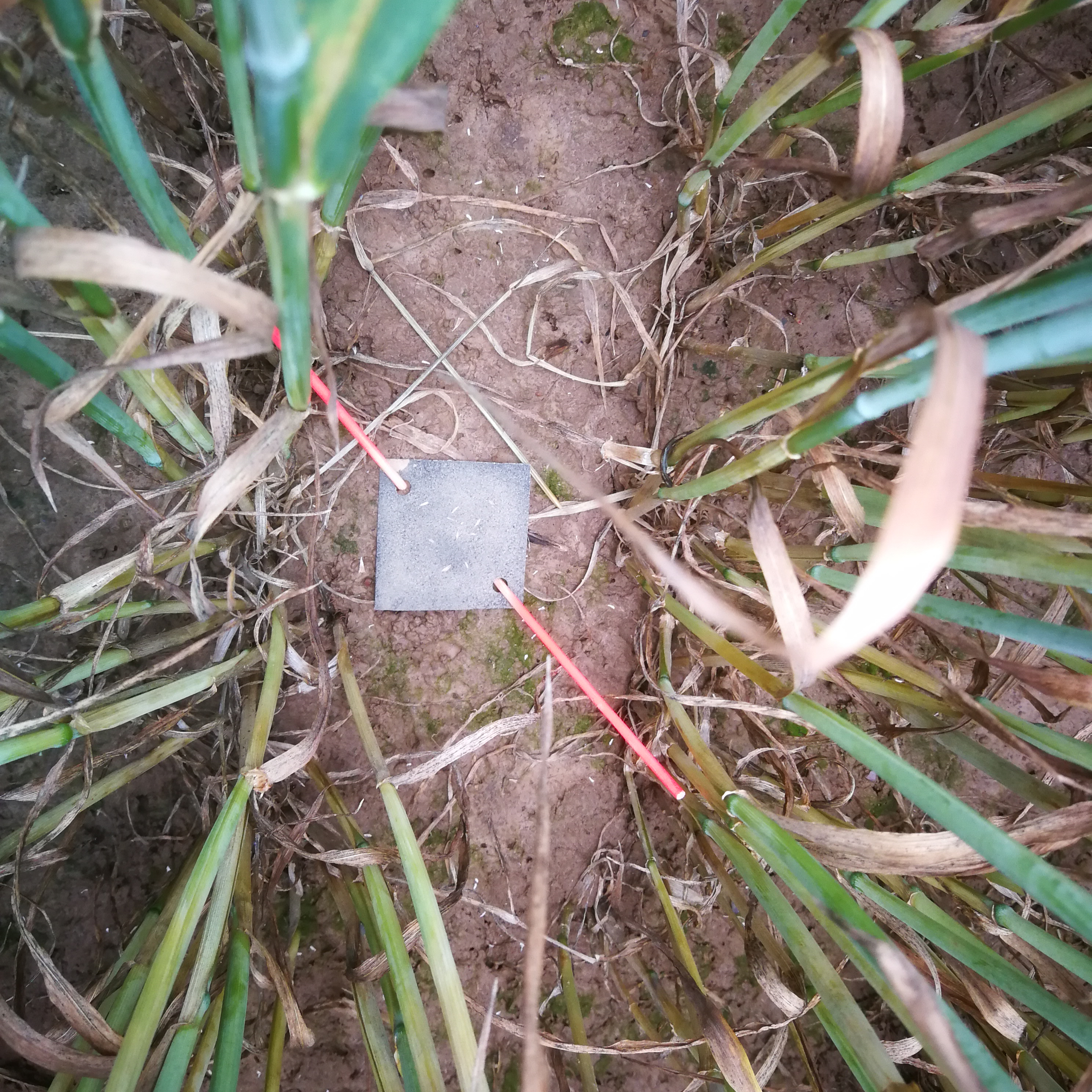 Poa annua seed predation cards for summer measurements in Belgian winter cereals