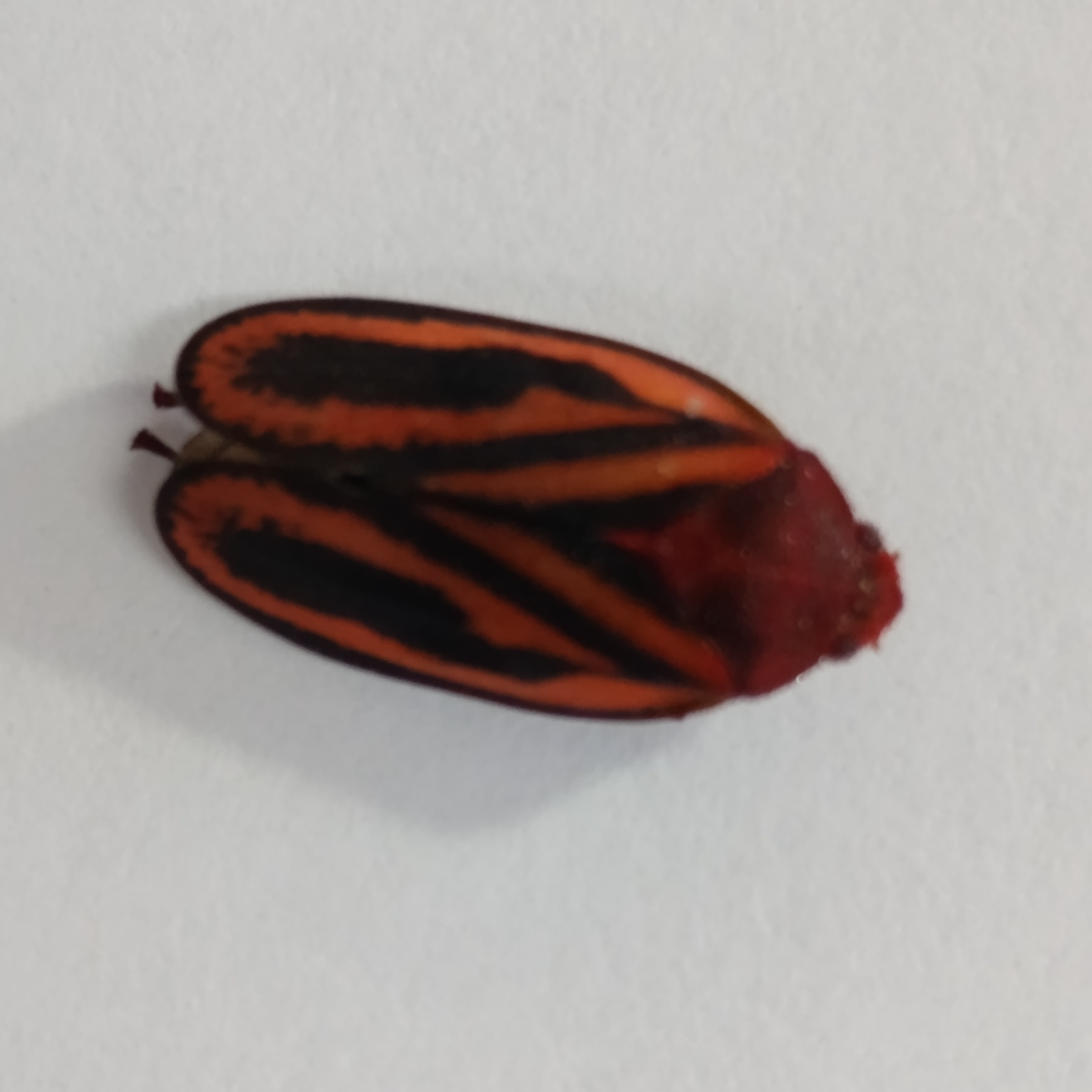 Protein Extraction Protocol from the Salivary Glands of Hemipterans: Application in Mahanarva spectabilis