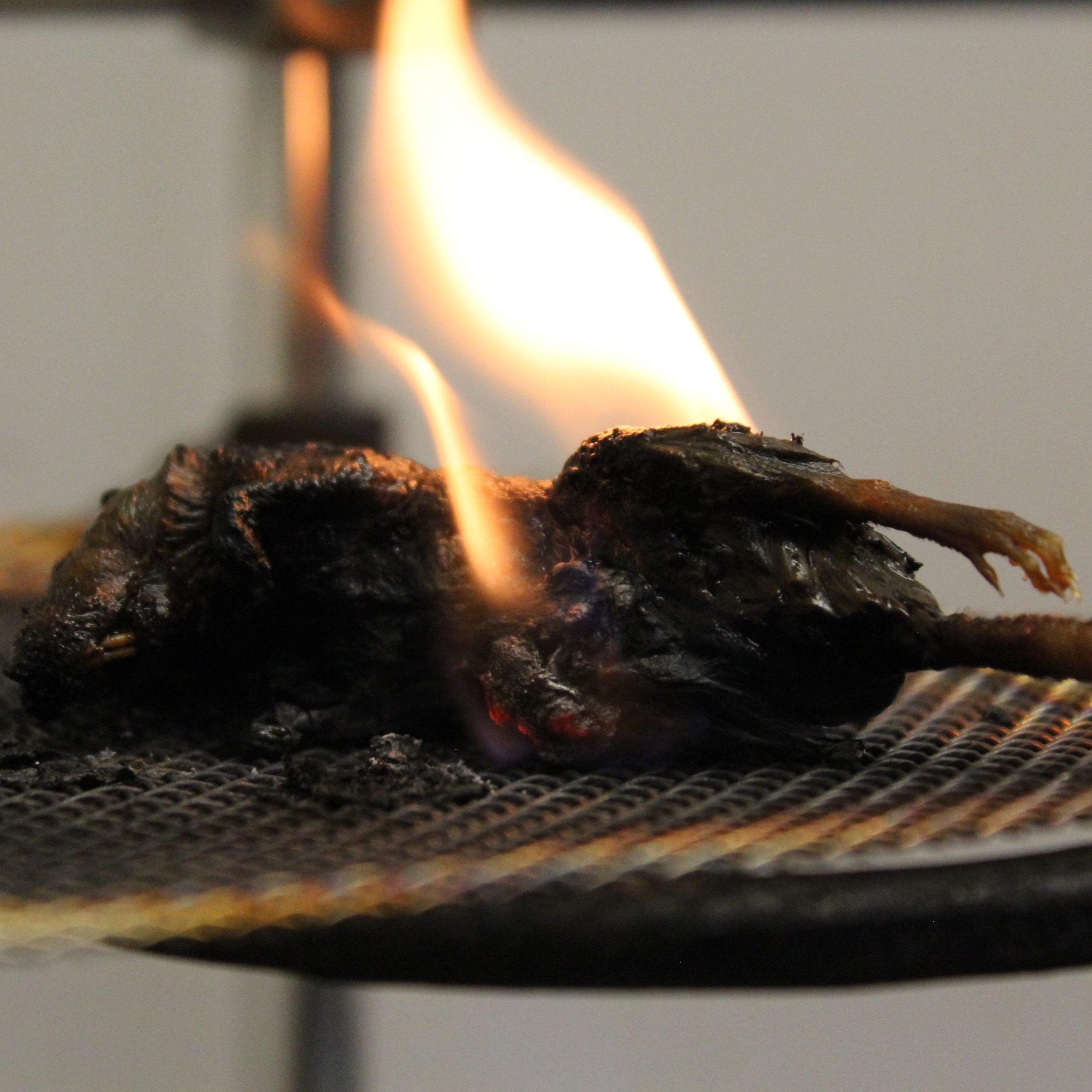 Standardized Protocol for Blow Fly (Phormia regina and Lucilia sericata) Development on Control Burned Vertebrate Remains