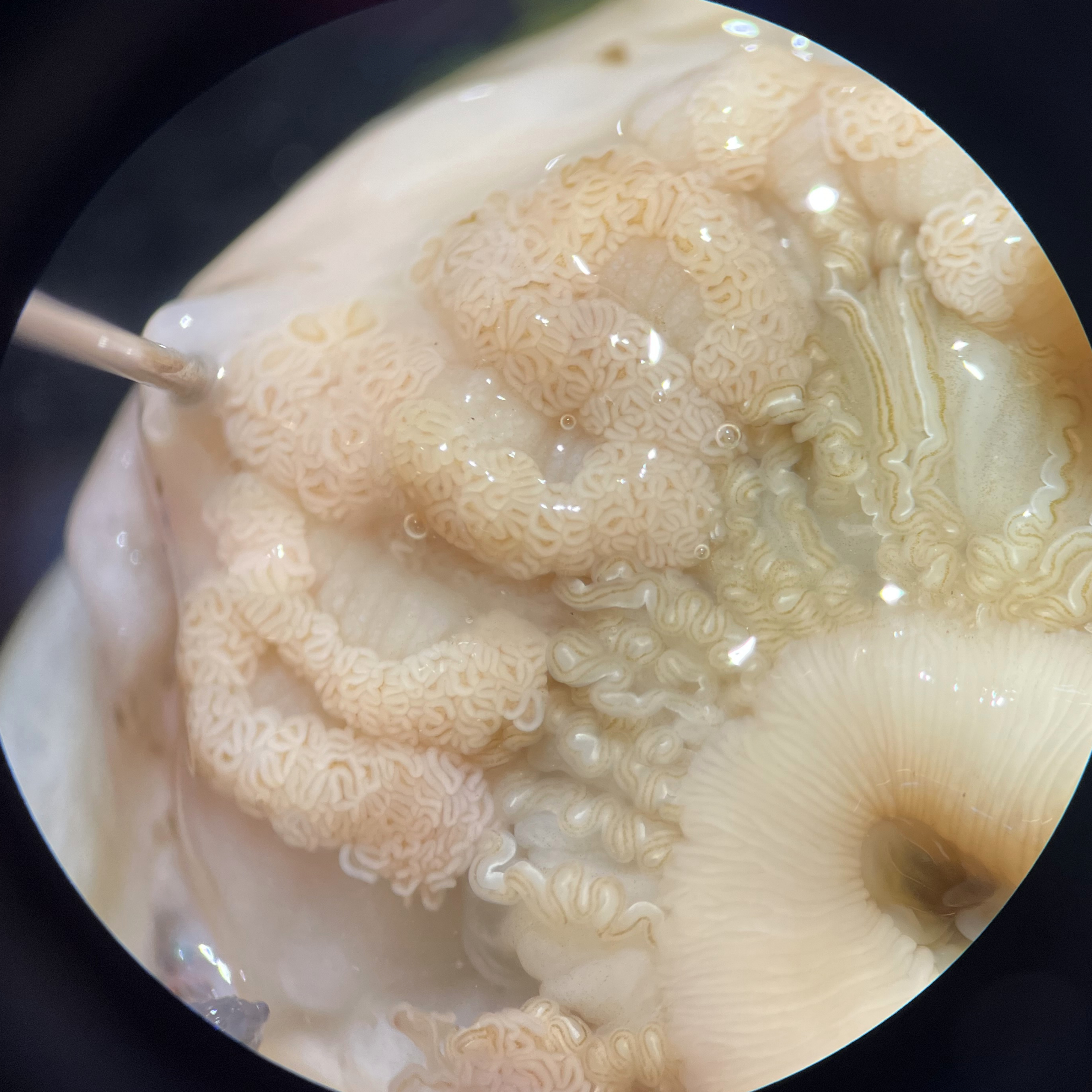 Dissection-Based Method for Identifying Sex in Anthopleura elegantissima