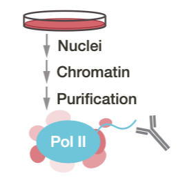 PEACh: Purifying Elongation complex with Associated factors from Chromatin
