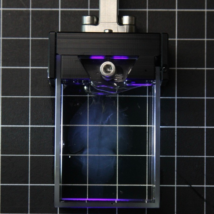 Expansion and Mounting of Hydrogel Embedded Brain 
