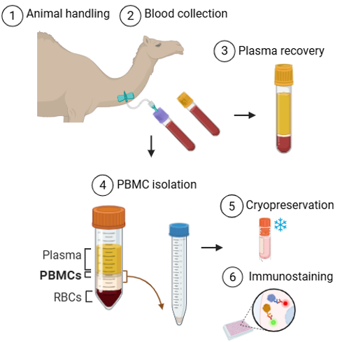 Stepwise Protocol for Efficient PBMC Extraction and Immunostaining in Camel Samples 