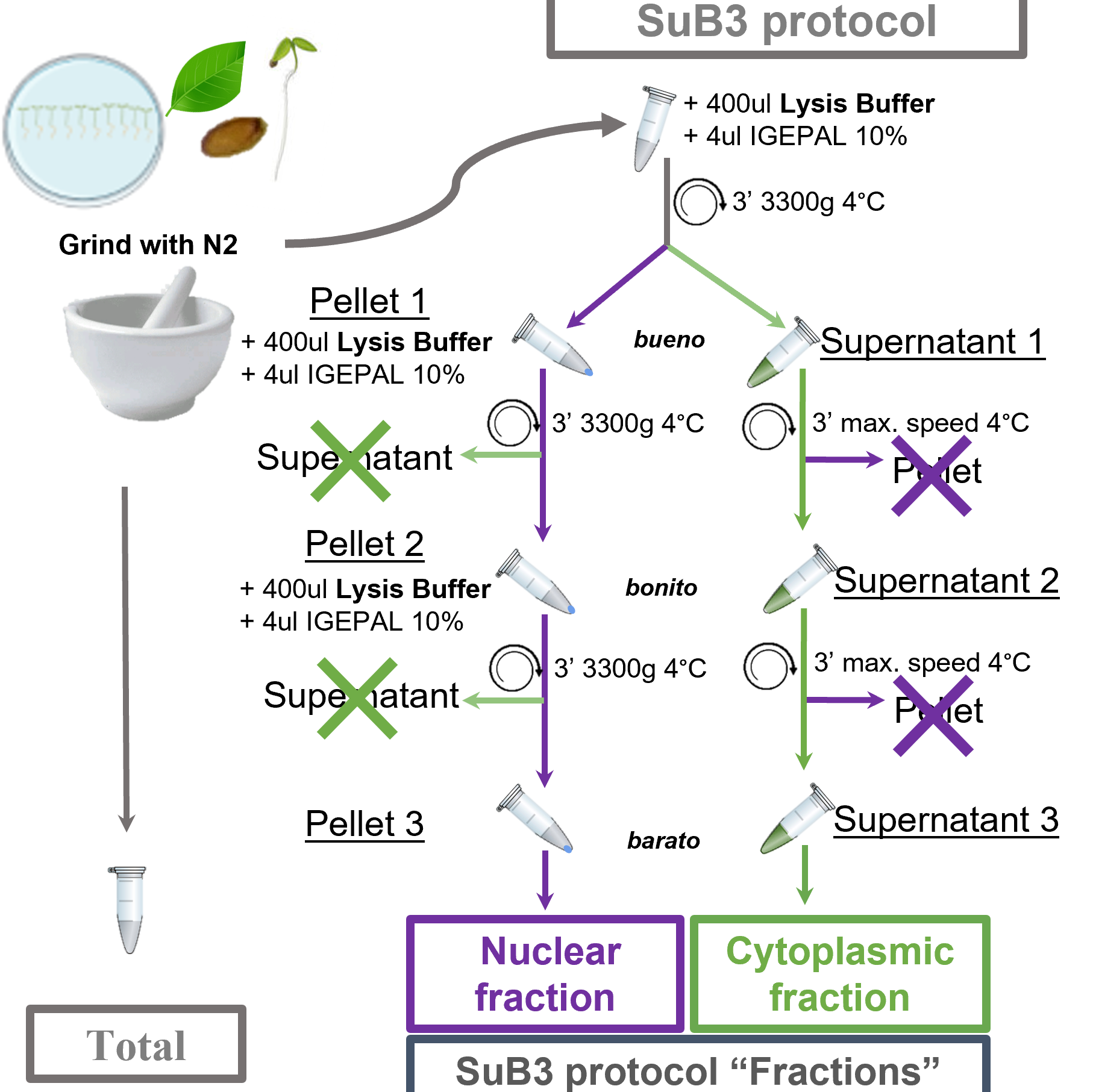 SuB3: A a Simple Nuclear-Cytoplasmic Subcellular Fractionation Protocol for Localization Studies of Nucleic Acids and Proteins in Plants