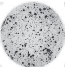 Cytoblot ImmunoAssay