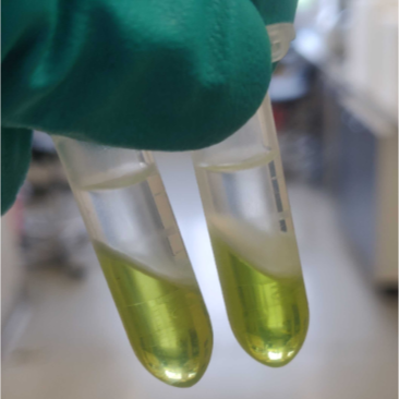 Sanger Tree of Life HMW DNA Extraction: Automated Low-Input Plant Organic HMW DNA Extraction (LoPOE) of Bryophyta