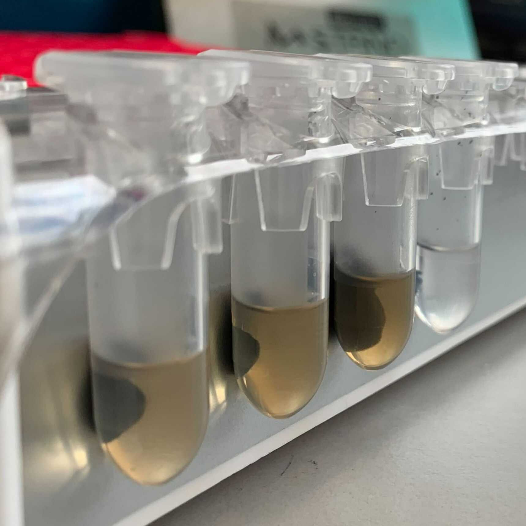 Sanger Tree of Life HMW DNA Extraction: Manual MagAttract v3