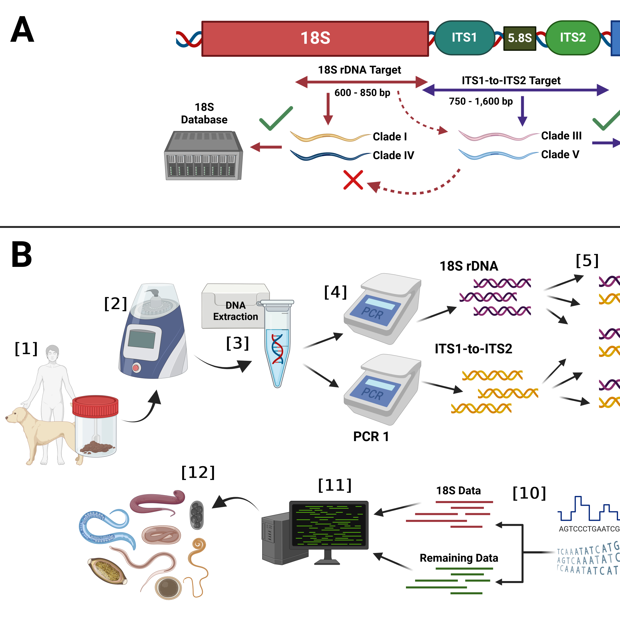 Nanopore long-read metabarcoding for the comprehensive characterisation of parasitic nematodes in humans and animals: a development and diagnostic validation study