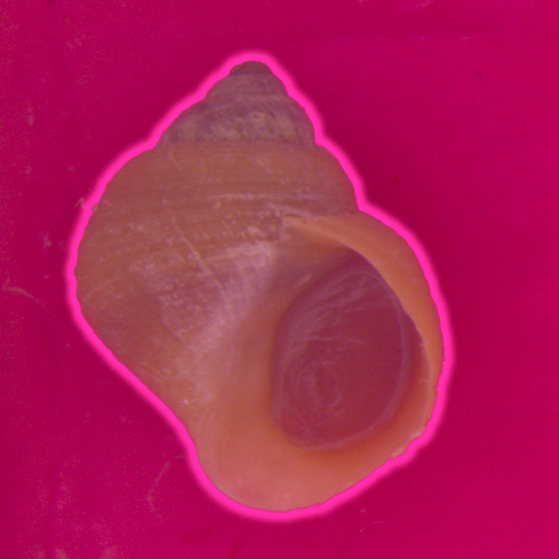 Littorina saxatilis shell digitization