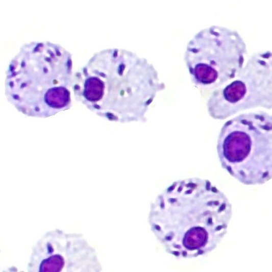 Macrophage-Based Assay for Evaluating Compound Activity Against Leishmania Amastigotes