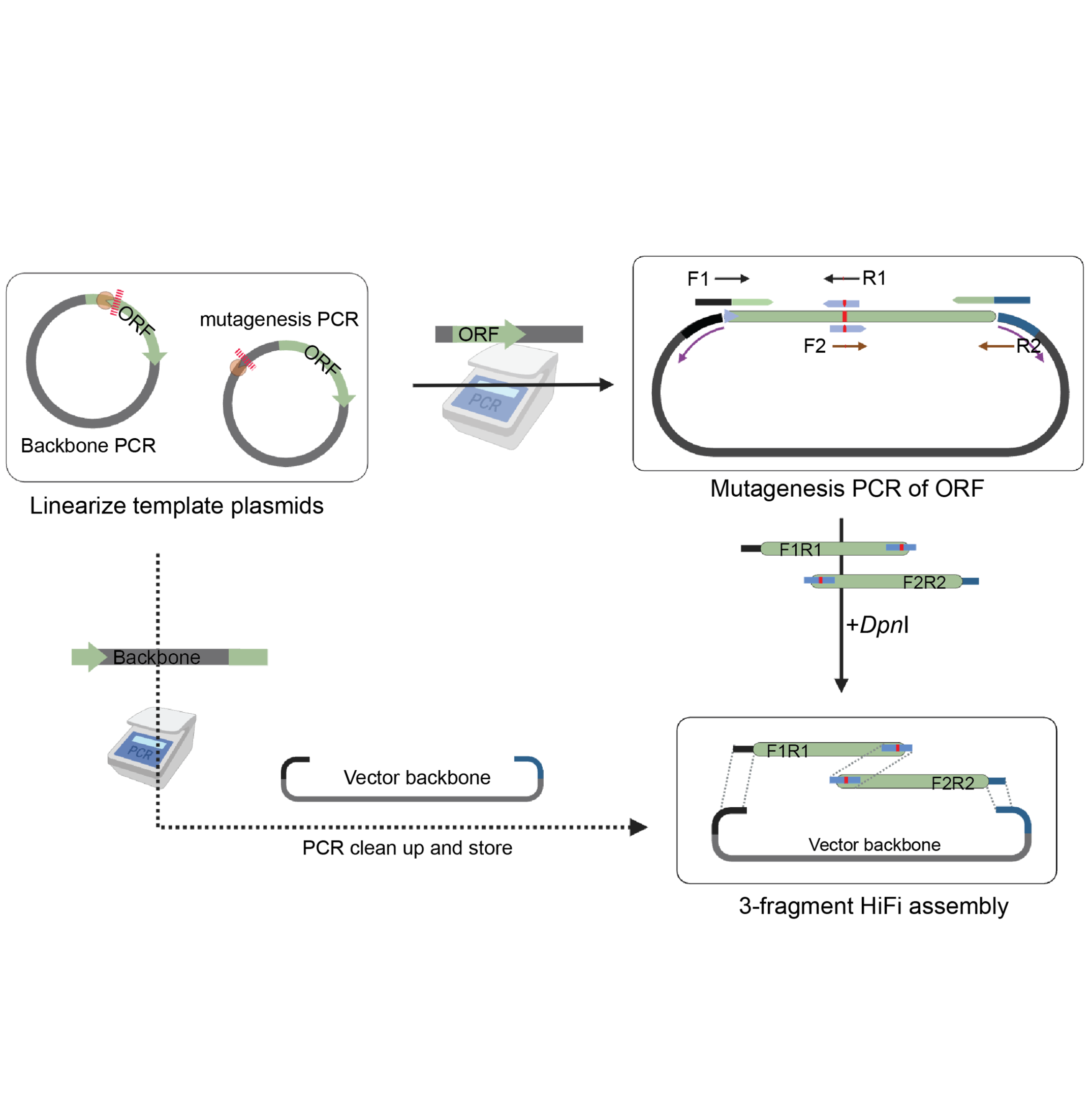 Site Directed Mutagenesis using Three Fragment HiFi assembly