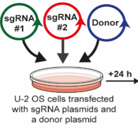 CRISPR/Cas9 knock-in of PINK1-GFP at the endogenous PINK1 locus in U-2 OS cells