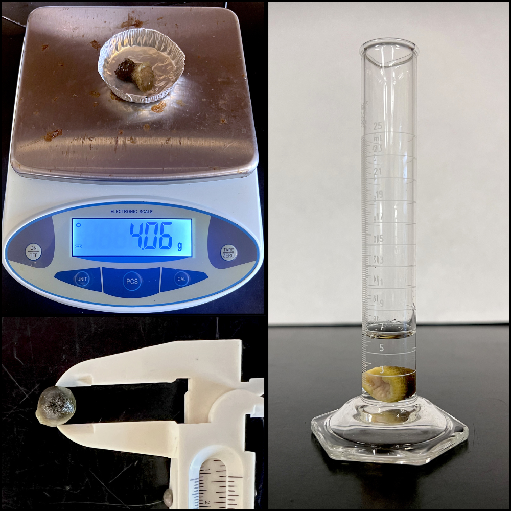 Standardized Protocol for Measuring Wet Weight, Volume, and Body Dimensions of Sea Anemone Polyps 