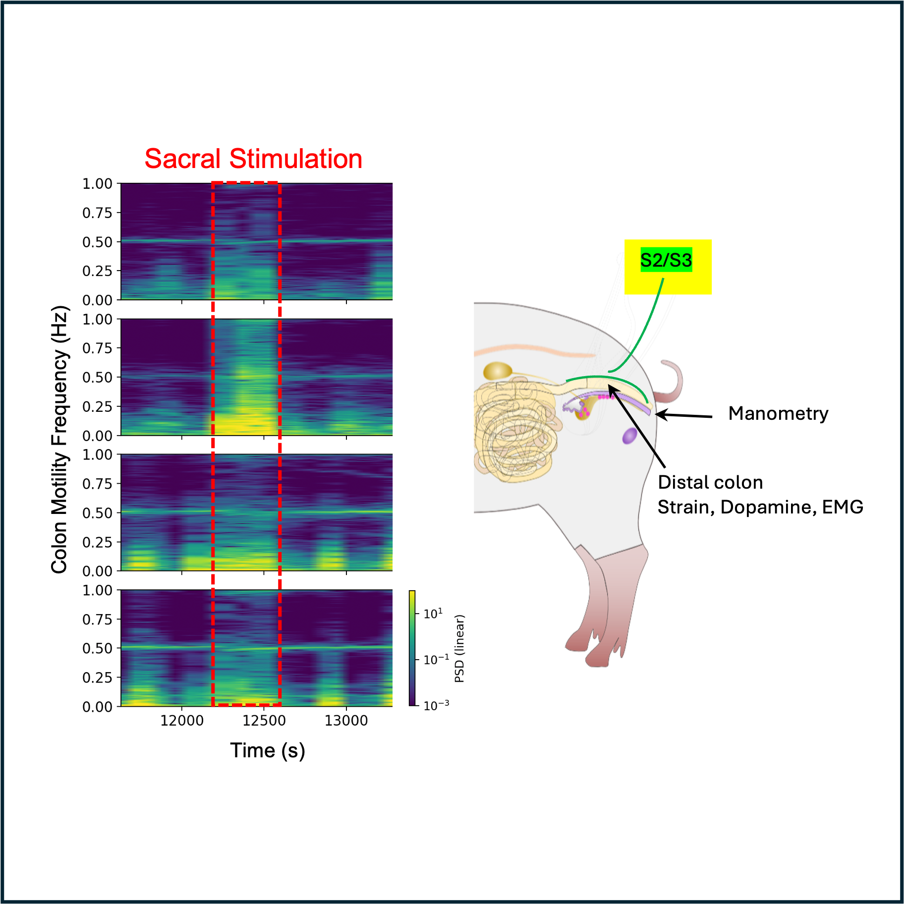 Sacral stimulation and multisensor colonic motility recording in minipigs