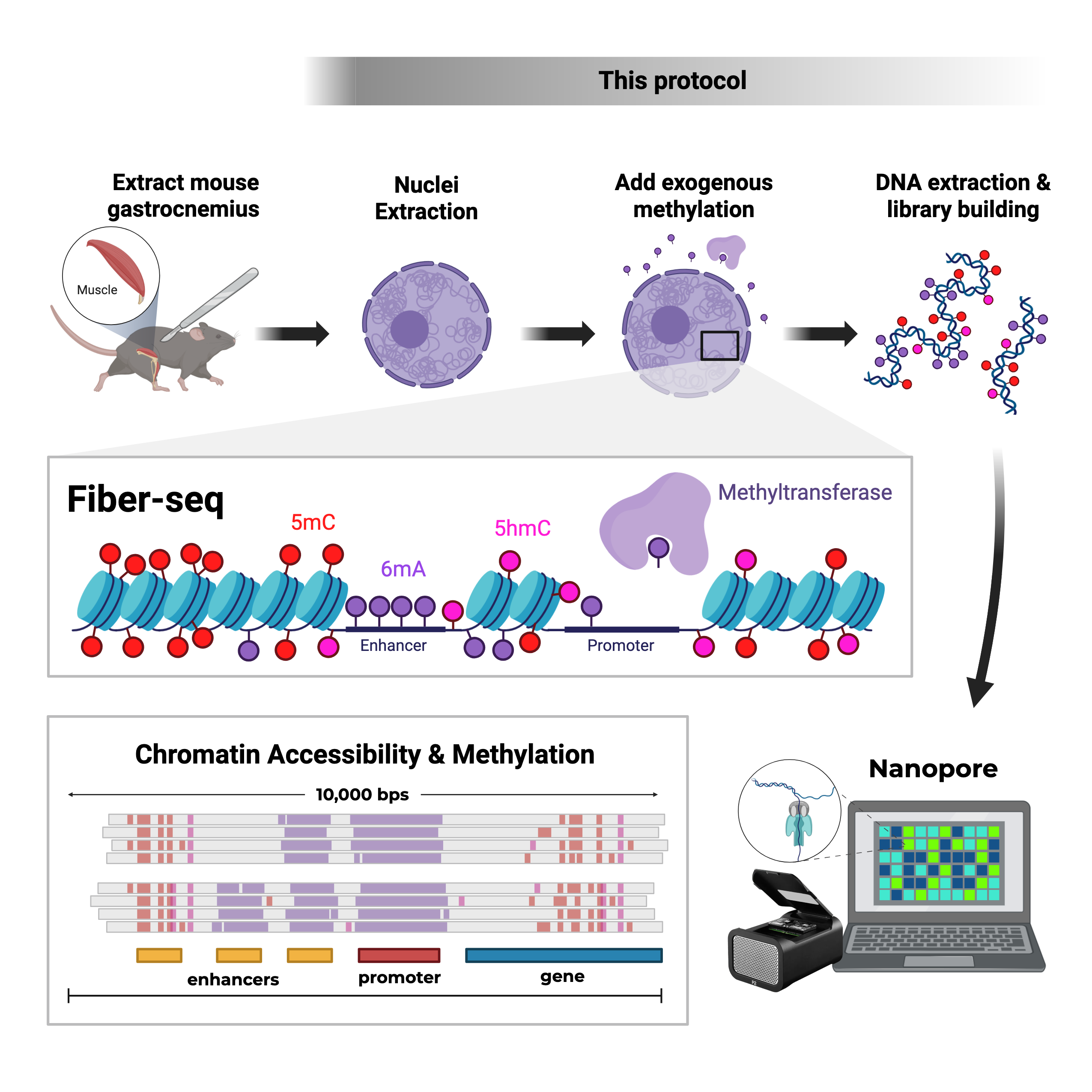 Fiber-seq for flash frozen mouse gastroc tissue for IGVF