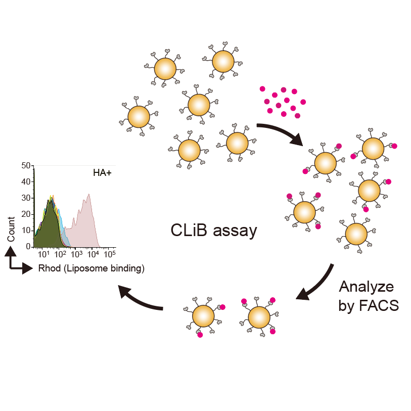 Cell surface Liposome Binding (CLiB) assay