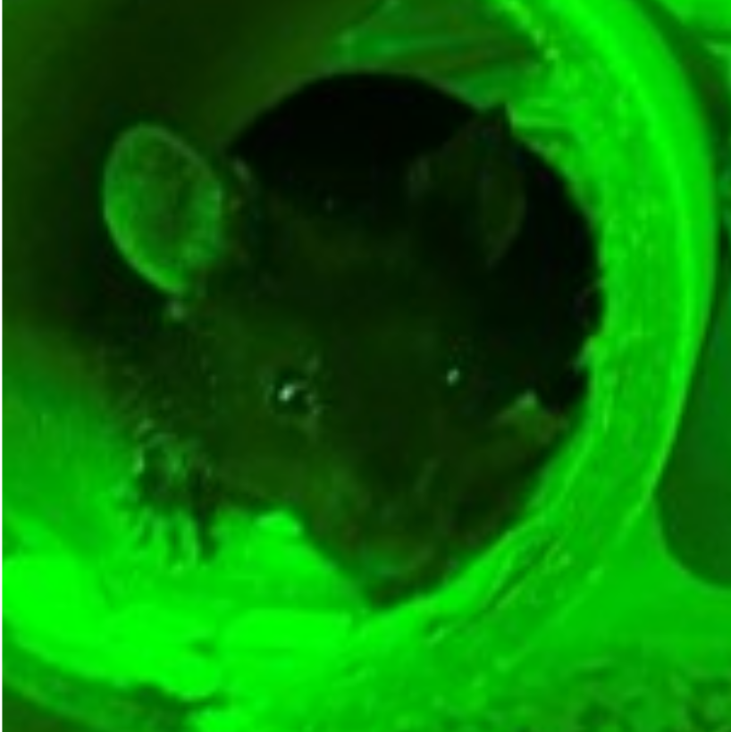 Phenotyping mice for Prox1-eGFP transgene expression