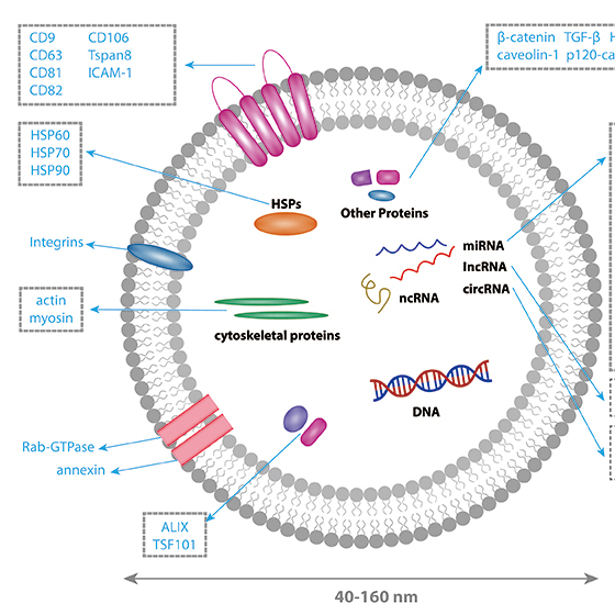 CD Bioparticles Launches Purified Exosomes for Drug Delivery and ...