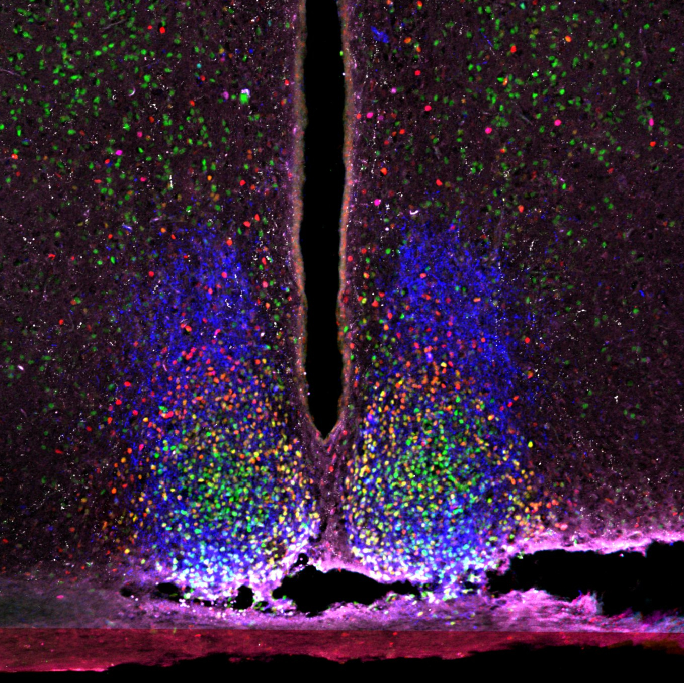 LUMINAS/LUMIAS_DSouza_2025