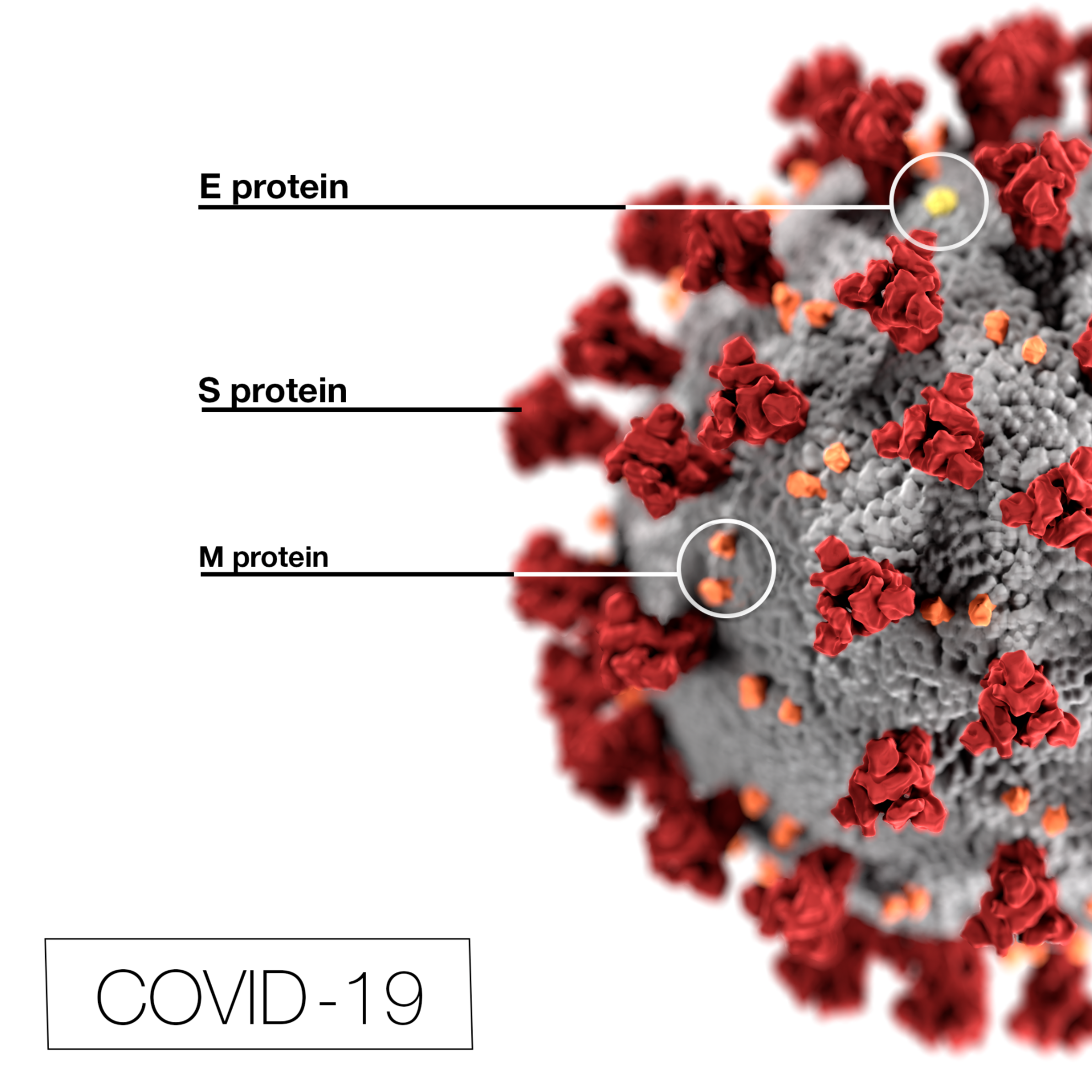 Enzyme-linked immunosorbent assay using the SARS-CoV-2 membrane glycoprotein analog M1s (sequence: ac-CTITVEELKKLLEQC-am) for detection of cognate COVID-19 antibodies as performed on high binding plates