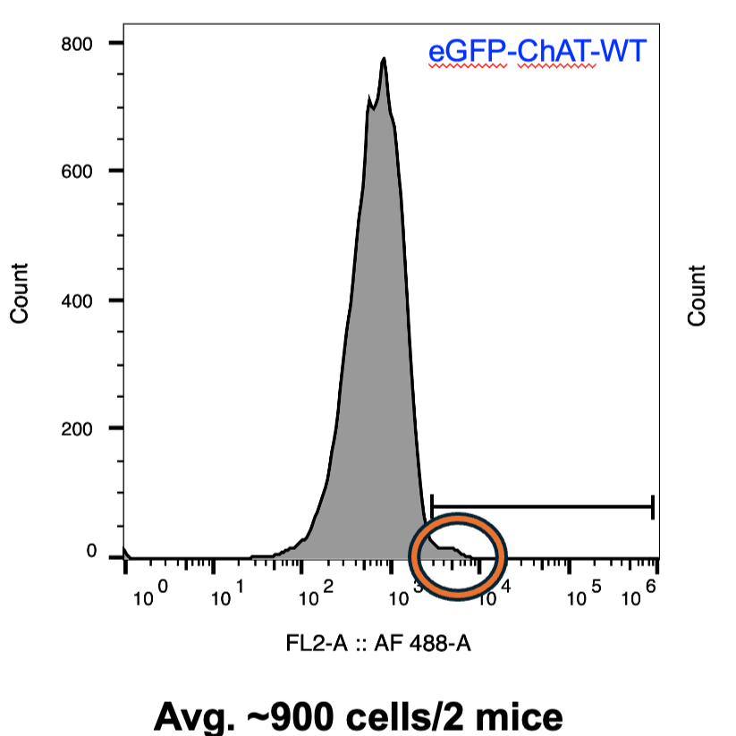 Isolation of brain eGFP-cholinergic interneurons by dissociation and flow cytometry