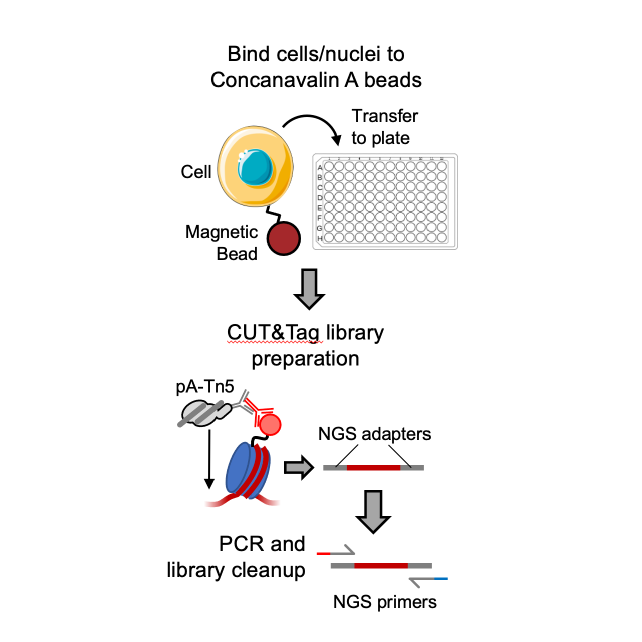 Plate CUT&Tag (Meers Lab version)