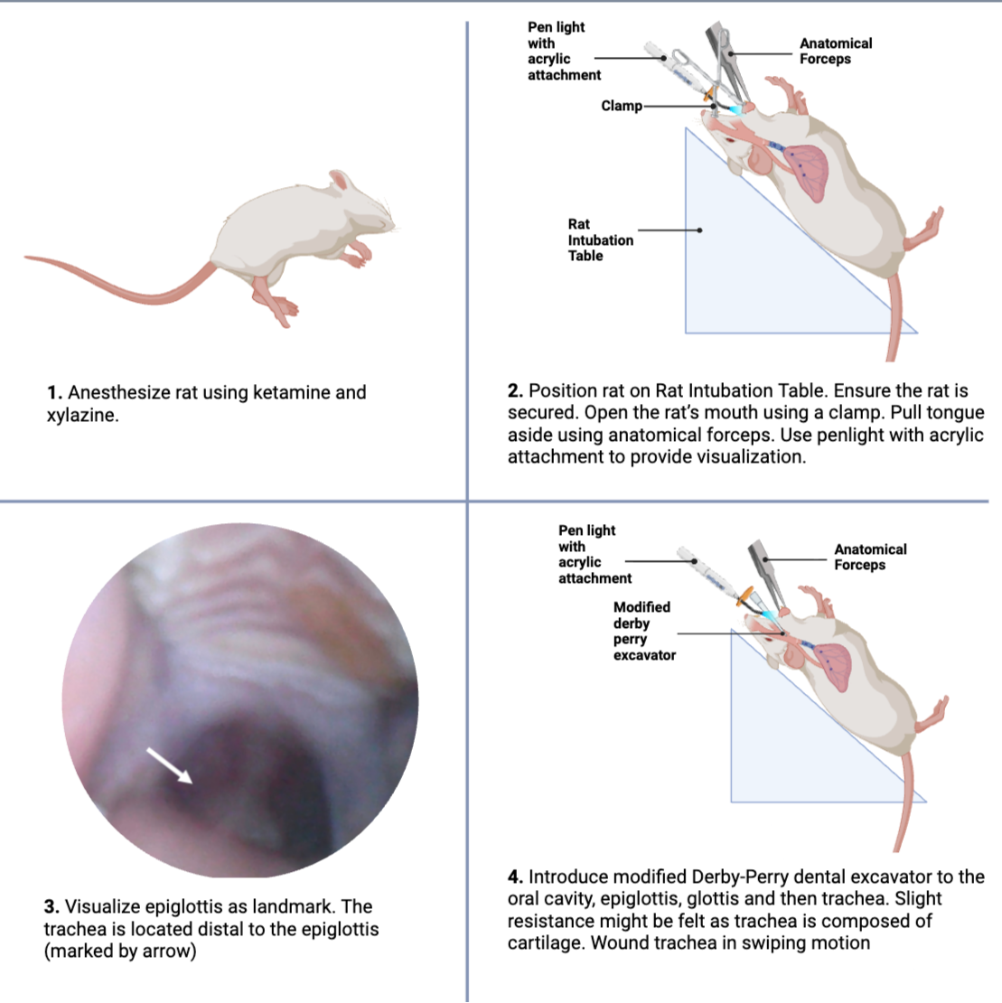Endotracheal Wounding Using Derby Perry Excavator in Wistar Rats