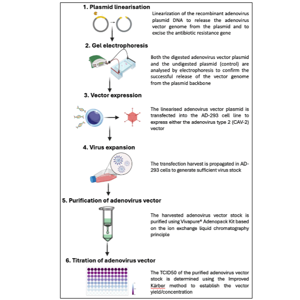Practical guidelines for producing non-replicating canine adenovirus vectors