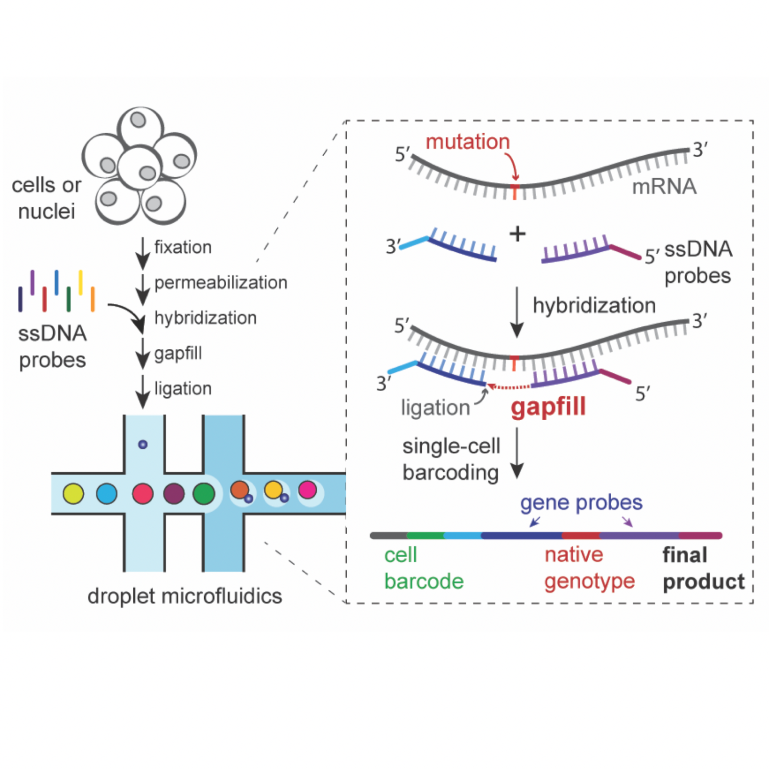 GIFT-seq: Gapfill and Library Preparation Protocol