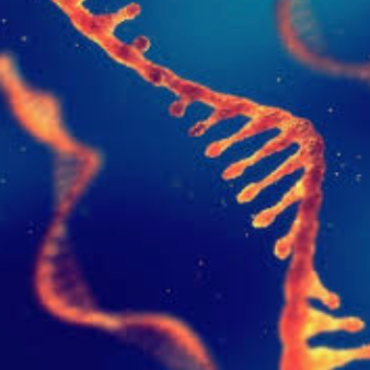RNA extraction Using TRIzol