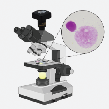 Refining Feulgen: low-cost and accurate genome size measurements for everyone