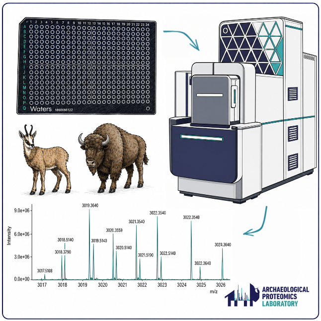 WATERS SELECT SERIES MRT MALDI Spot Analysis for Zooarchaeology by Mass Spectrometry (ZooMS) of collagenous material