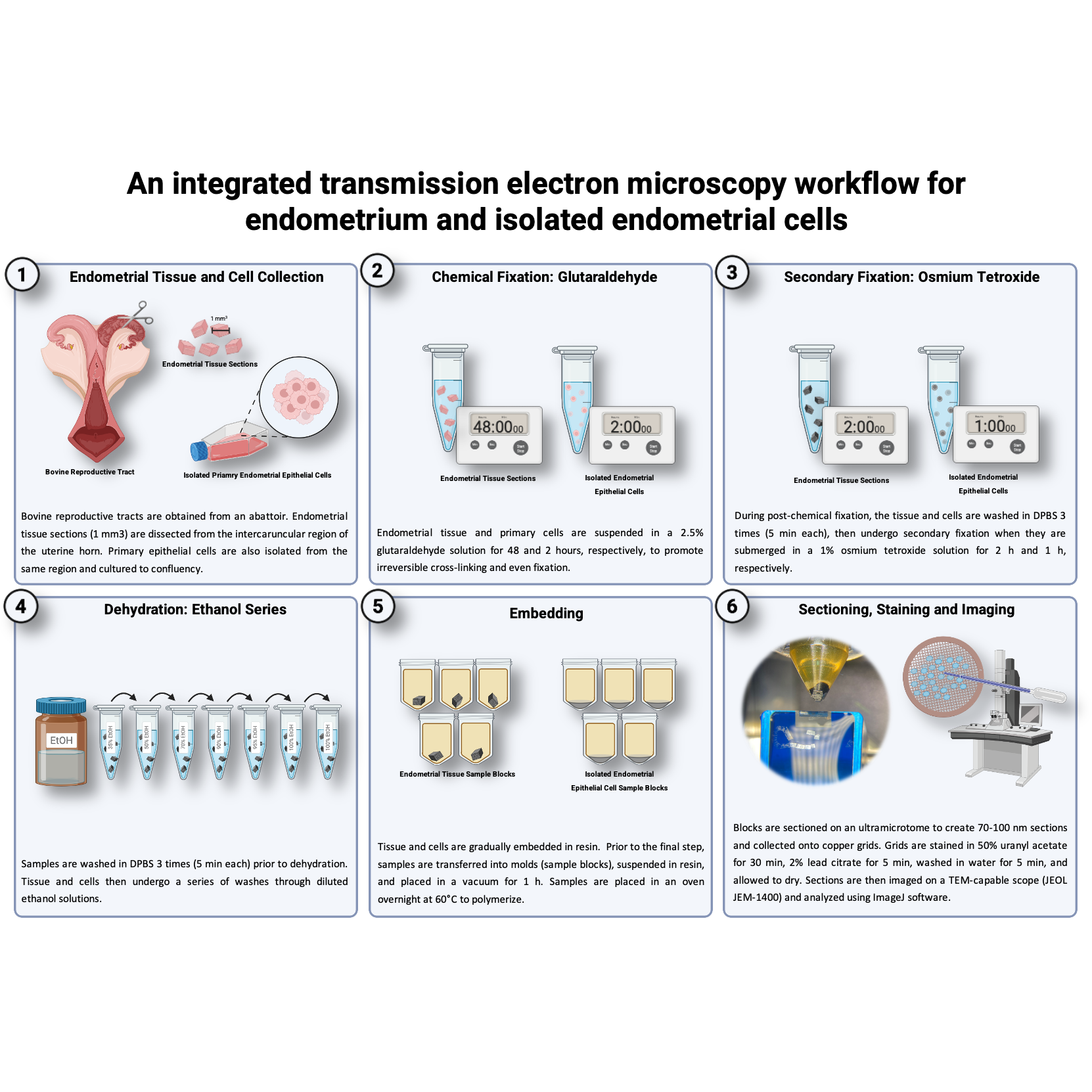 An integrated transmission electron microscopy workflow for endometrium and isolated endometrial cells