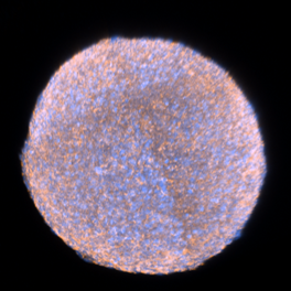 Whole-mount immunofluorescence labelling and optical clearing of spheroids