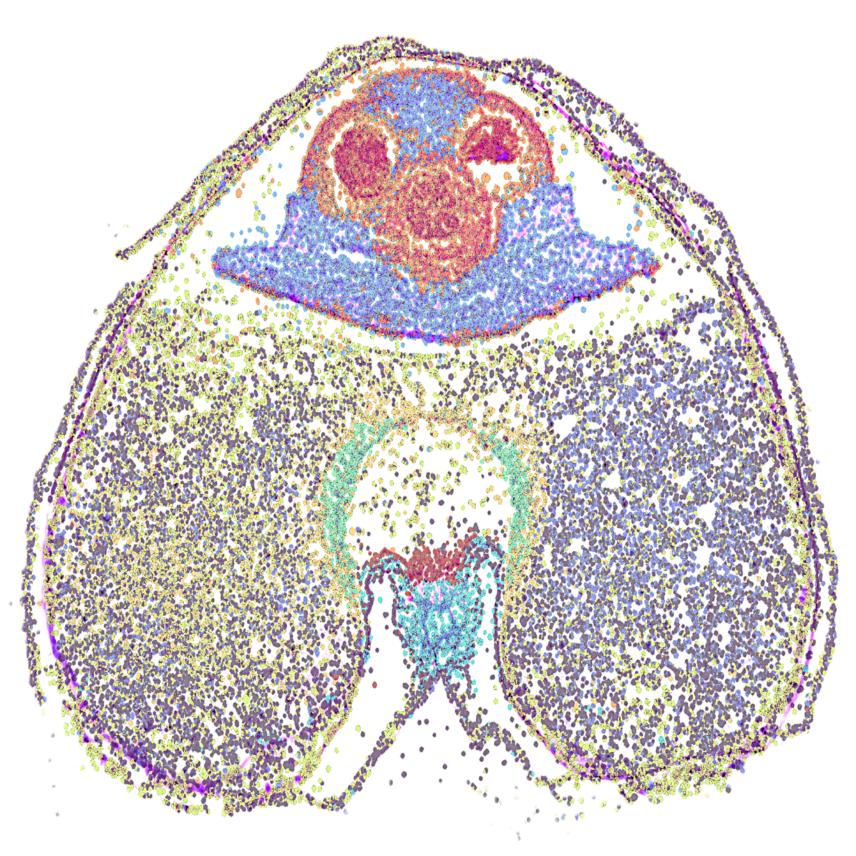 Pushing boundaries: overcoming technical barriers in spatial RNA-seq analysis of developing wheat grains