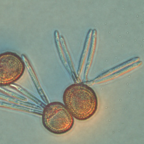 Draft genome of the switchgrass head smut pathogen Tilletia maclaganii