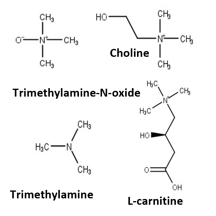 Measurement of trimethylamine compounds - choline, L-carnitine, TMA and TMAO by LC-MS/MS in plasma and urine