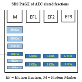 Isolation of Bioactive Insulin via C-Chain Cleavage and Inclusion Body-Based Purification from E. coli BL21-(DE3)