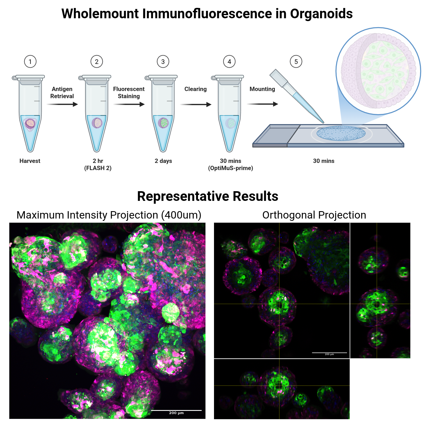 Wholemount Immunofluorescence of Organoids (ver 3.0)