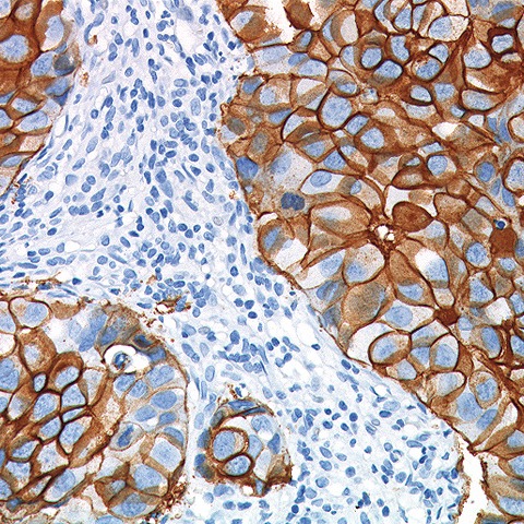 DAB Staining of FFPE Slides