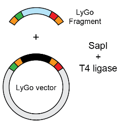 Icon representing the file LyGo cloning