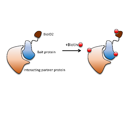 Proximity Labelling Identification of interacting proteins using proximity-dependent ...
