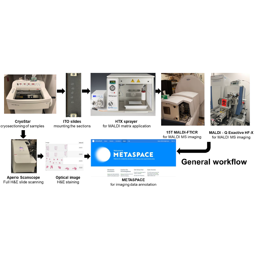Matrix-Assisted Laser Desorption/Ionization-Mass Spectrometric Imaging (MALDI-MSI)_V2.0