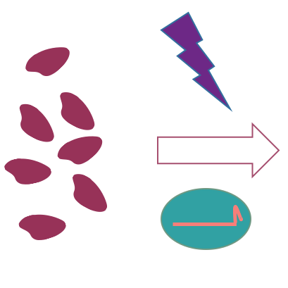 Protocol for introducing fluorescently labeled CRISPR/Cas9 RNP complex into heterotrophic dinoflagellates