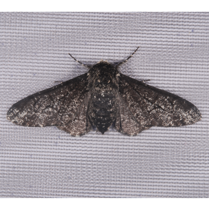 Biston betularia protocols: Rearing