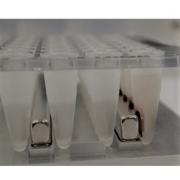 Manual Silane magnetic bead-based high throughput protocol for SARS-CoV-2 RNA extraction