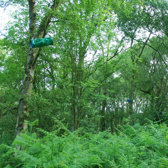 Biston betularia protocols: Assembly trapping