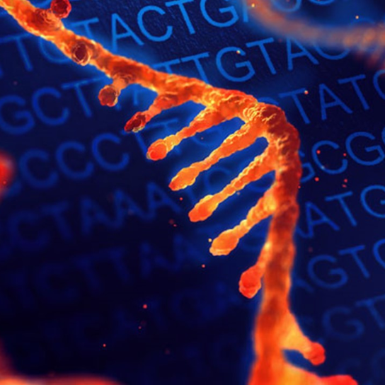 DNA and RNA stabilization