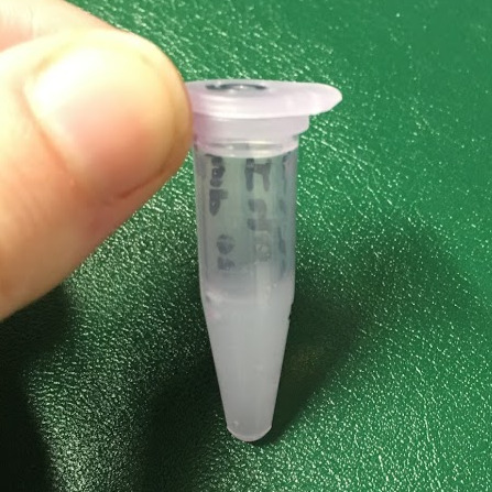 Periplasmic Bacterial Expression and Purification of Elastin-like Polymers - high pH