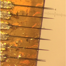 Vagus Nerve Recordings Using Carbon Fiber Microelectrode Array (CFMA)